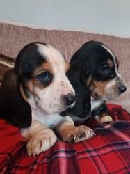 Basset Hound-puppy's voor adoptie - 0