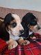 Basset Hound-puppy's voor adoptie - 0 - Thumbnail