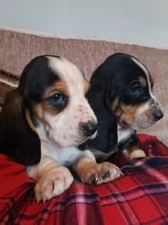 Basset Hound-puppy's voor adoptie