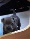 Blue Staffordshire Bull terrier-puppy's voor adoptie - 0 - Thumbnail