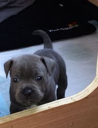 Blue Staffordshire Bull terrier-puppy's voor adoptie