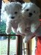 Prachtige Maltese puppy's voor adoptie - 0 - Thumbnail