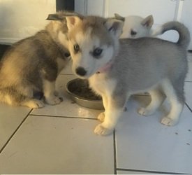 Siberische husky-puppy's voor adoptie - 0