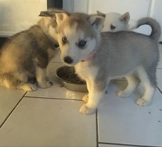 Siberische husky-puppy's voor adoptie