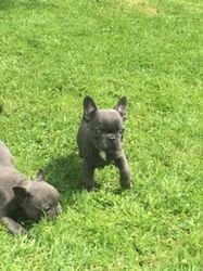 Healthy Homes Raised French Bulldog Puppies beschikbaar voor adoptie