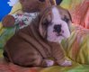 Schattige Engelse buldogpuppies voor adoptie - 0 - Thumbnail