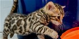 Super 4 Mooie Bengaalse kittens - 0 - Thumbnail