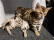 4 Bengaalse kittens beschikbaar - 0 - Thumbnail