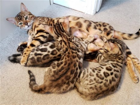 4 Bengaalse kittens beschikbaar - 1