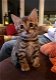 GEREGISTREERD Mooie Bengaalse kittens - 0 - Thumbnail