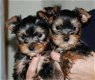 Theekopje Yorkie pups te koop - 0 - Thumbnail