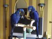 HYACINTH MACAW PARROTS KLAAR OM NAAR HUIS TE GAAN....., - 0 - Thumbnail