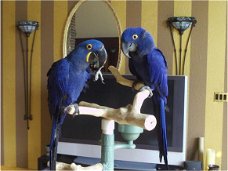 HYACINTH MACAW PARROTS KLAAR OM NAAR HUIS TE GAAN.....,