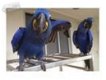 HYACINTH MACAW PARROTS KLAAR OM NAAR HUIS TE GAAN....., - 1 - Thumbnail