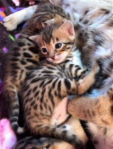 TICA-geregistreerde Bengaalse kittens beschikbaar