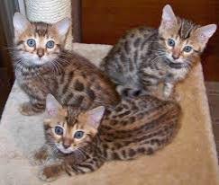 Bengal Kittens beschikbaar - 0