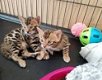 Bengaalse kittens - Tica geregistreerd - Gezondheid gegarandeerd - 0 - Thumbnail