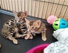 Bengaalse kittens - Tica geregistreerd - Gezondheid gegarandeerd