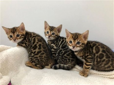 3 MOOIE BENGAL KITTENS VOOR AANNEMING - 0