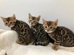 3 MOOIE BENGAL KITTENS VOOR AANNEMING - 0 - Thumbnail