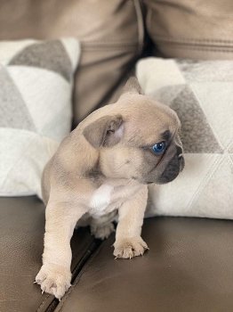 Nestje van prachtige Franse bulldog pups - 2