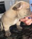 Nestje van prachtige Franse bulldog pups - 3 - Thumbnail