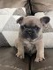 Nestje van prachtige Franse bulldog pups - 4 - Thumbnail