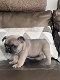 Nestje van prachtige Franse bulldog pups - 5 - Thumbnail