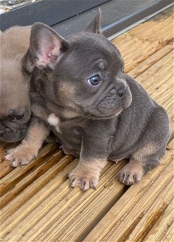 FRANSE BULLDOG PUPPIES - 2