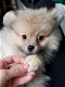 Prachtige Pommerse puppy's - 1 - Thumbnail