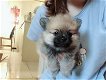 Pommeren puppy - 2 - Thumbnail