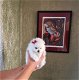 Rasechte Pommerse puppy's te koop - 2 - Thumbnail