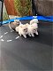 Rasechte Pommerse PUPPIES - 0 - Thumbnail