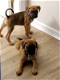 Boxer-puppy's uit Show Championship-lijnen beschikbaar voor nieuwe huizen. - 0 - Thumbnail