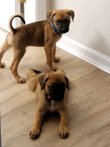 Boxer-puppy's uit Show Championship-lijnen beschikbaar voor nieuwe huizen.