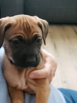 Boxer-puppy's uit Show Championship-lijnen beschikbaar voor nieuwe huizen. - 2