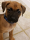 Boxer-puppy's uit Show Championship-lijnen beschikbaar voor nieuwe huizen. - 3 - Thumbnail