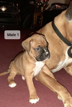 Er zijn nog 4 Sweet Boxer-puppy's beschikbaar - 1