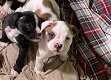 Er zijn nog 4 Sweet Boxer-puppy's beschikbaar - 4 - Thumbnail