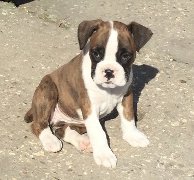 Rasechte boxer-puppy's - 0