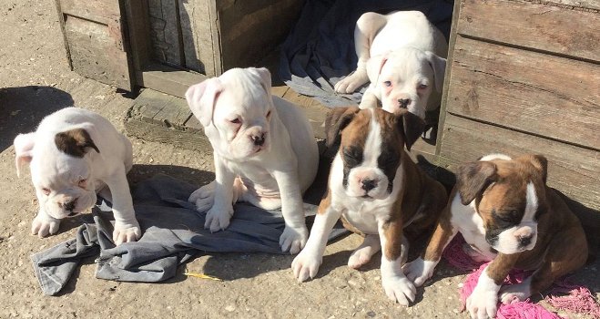 Rasechte boxer-puppy's - 3