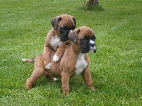 Rasechte boxer-puppy's - 3