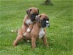 Rasechte boxer-puppy's - 3 - Thumbnail