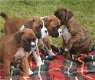 Rasechte boxer-puppy's - 4 - Thumbnail