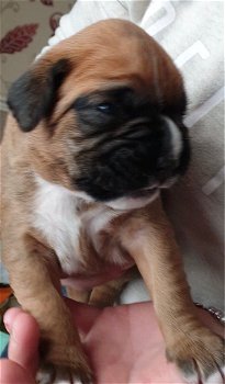 Boxer puppy - 1