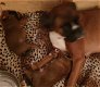 Boxer puppy - 2 - Thumbnail