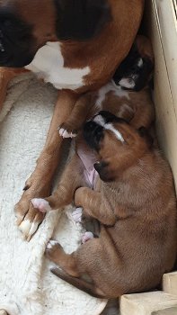 Boxer puppy - 3