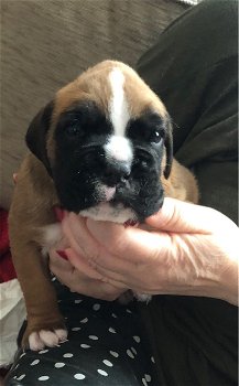 Boxer puppy - 4