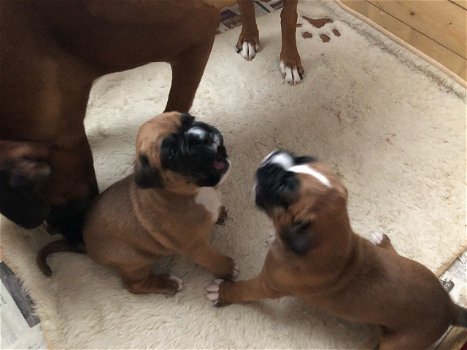 Boxer puppy - 5