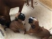 Boxer puppy - 5 - Thumbnail